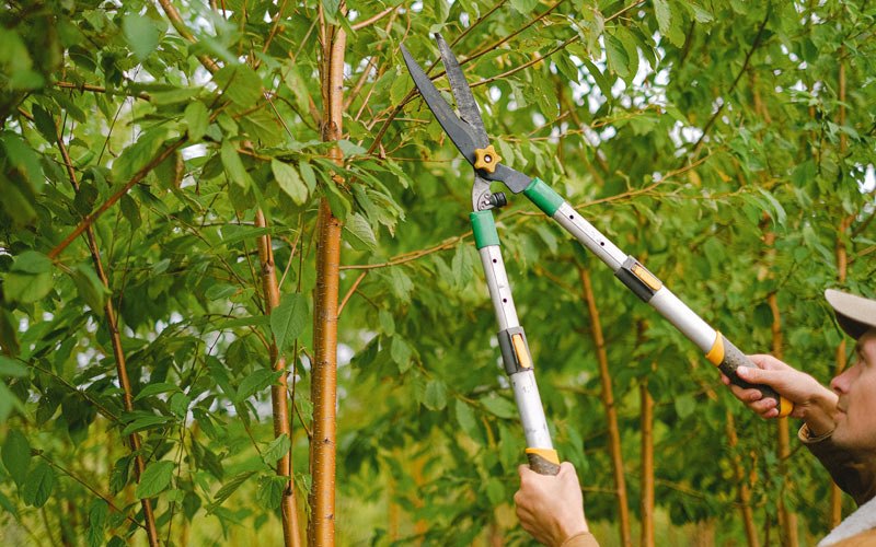 Tree trimming in New Rockford, ND