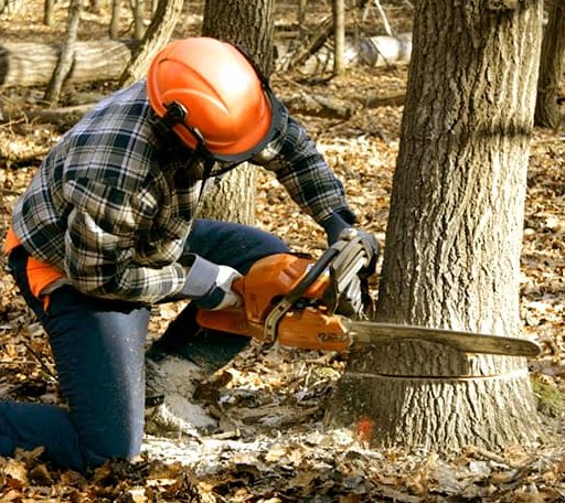 Tree Removal in New Rockford, ND